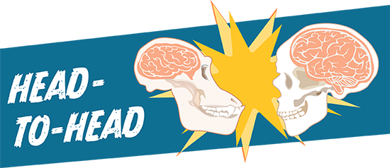 Compare the size if primate brains in this activity!